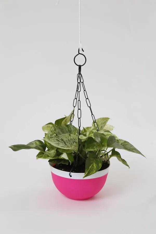 20 cm Double Color Hanging Pot (Orange)