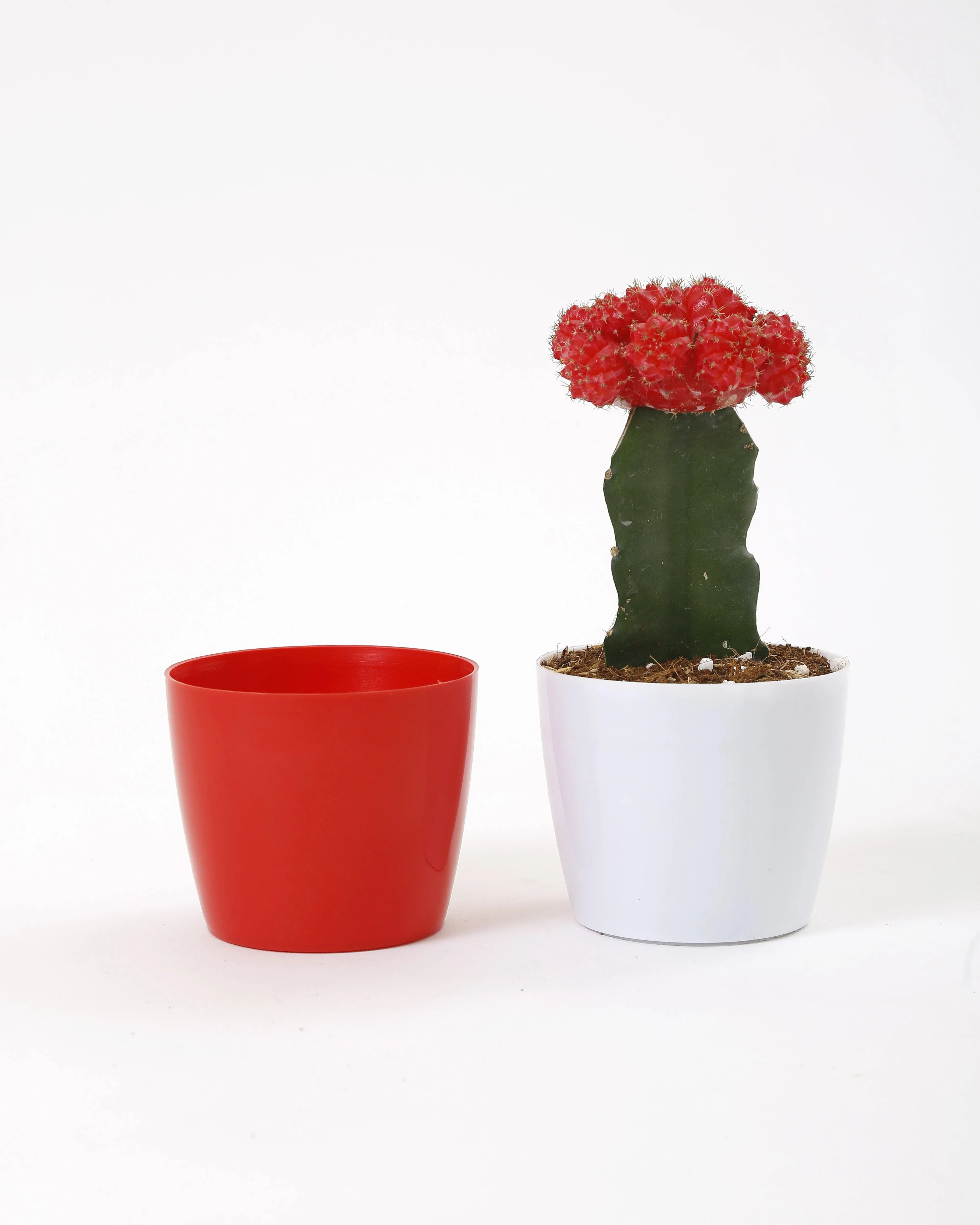 3.5 Inch Red Singapore Pot (90mm)
