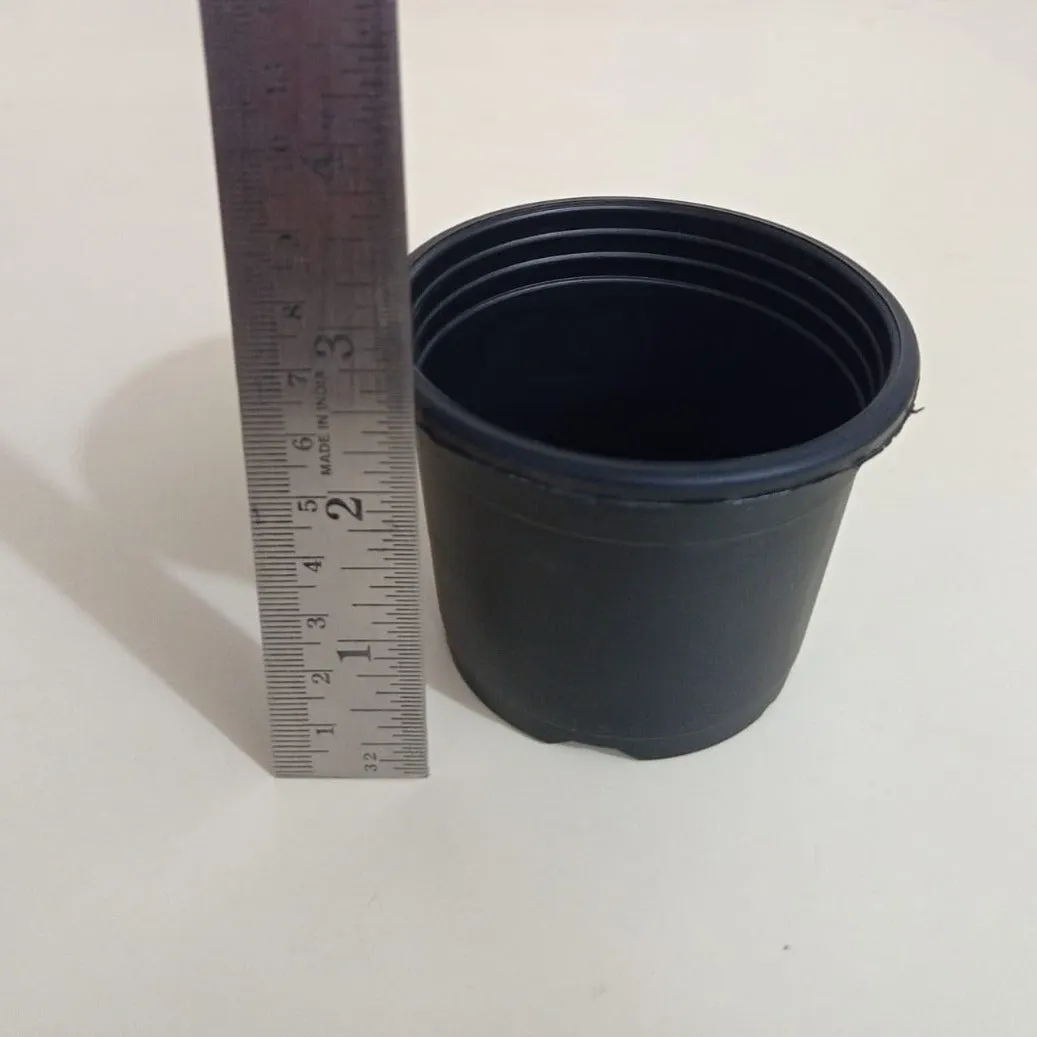 3" Sunrise Pot Black (8.5 cm)
