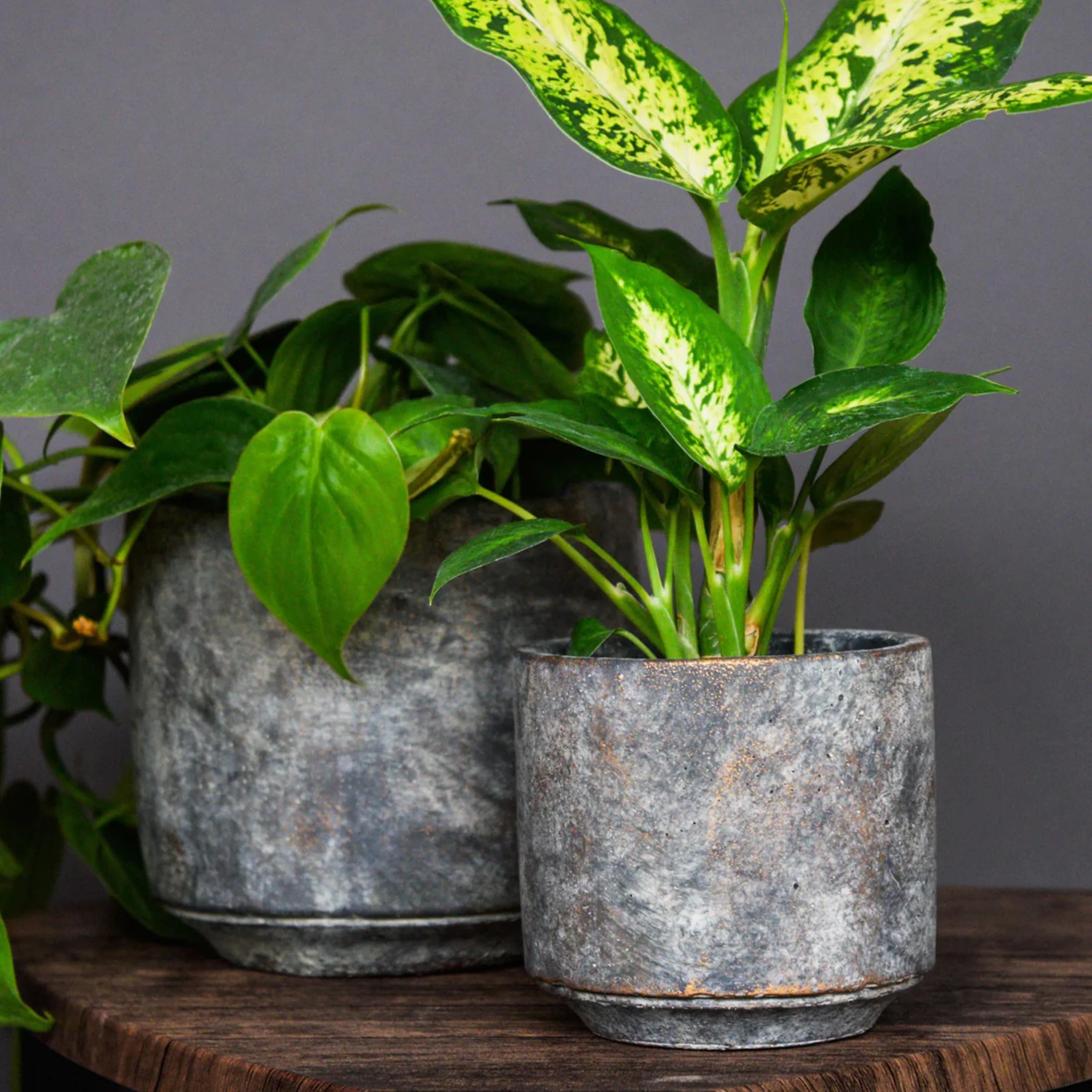 Ivyline 14cm Earth Tivoli Ceramic Planter
