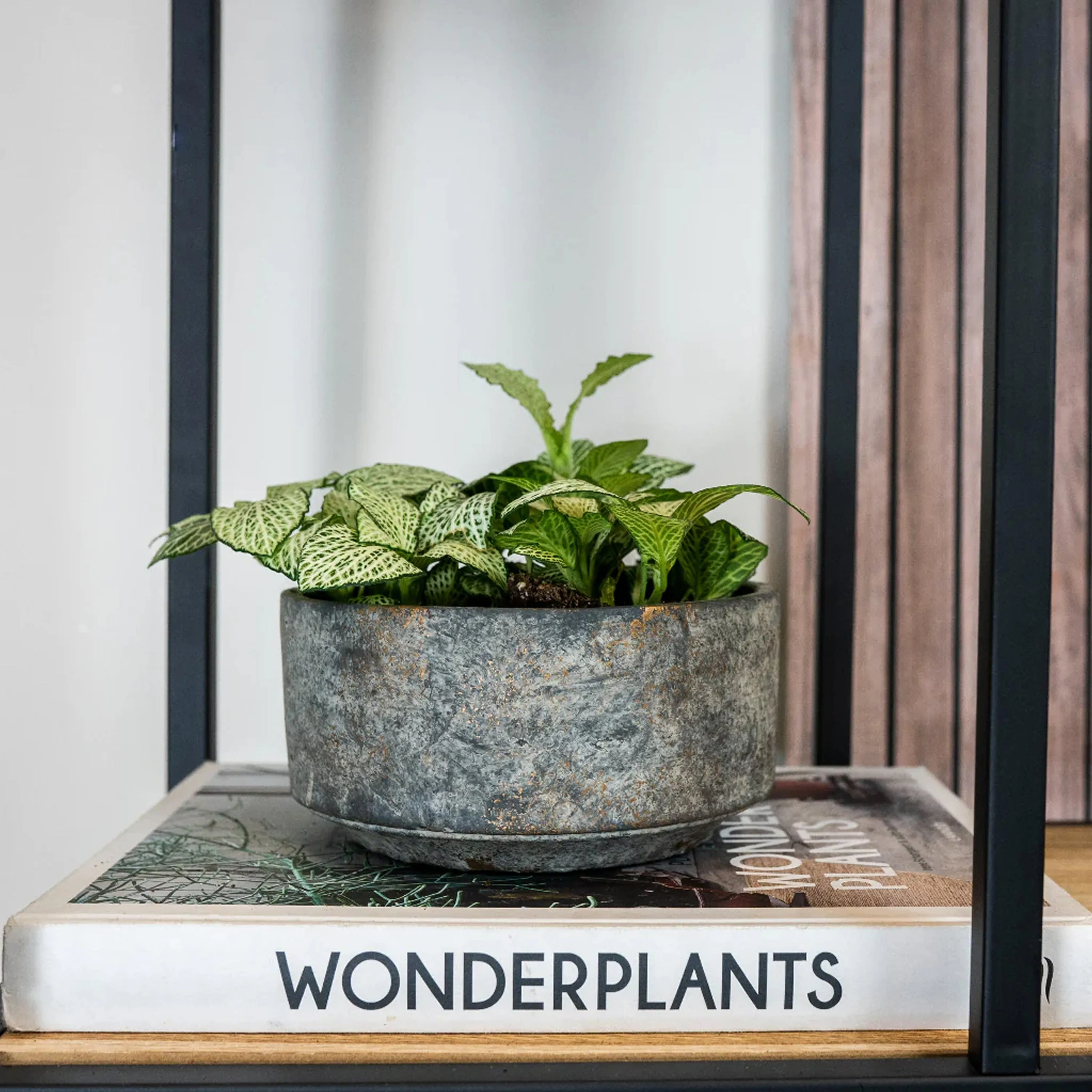 Ivyline 16cm Earth Tivoli Bowl Ceramic Planter