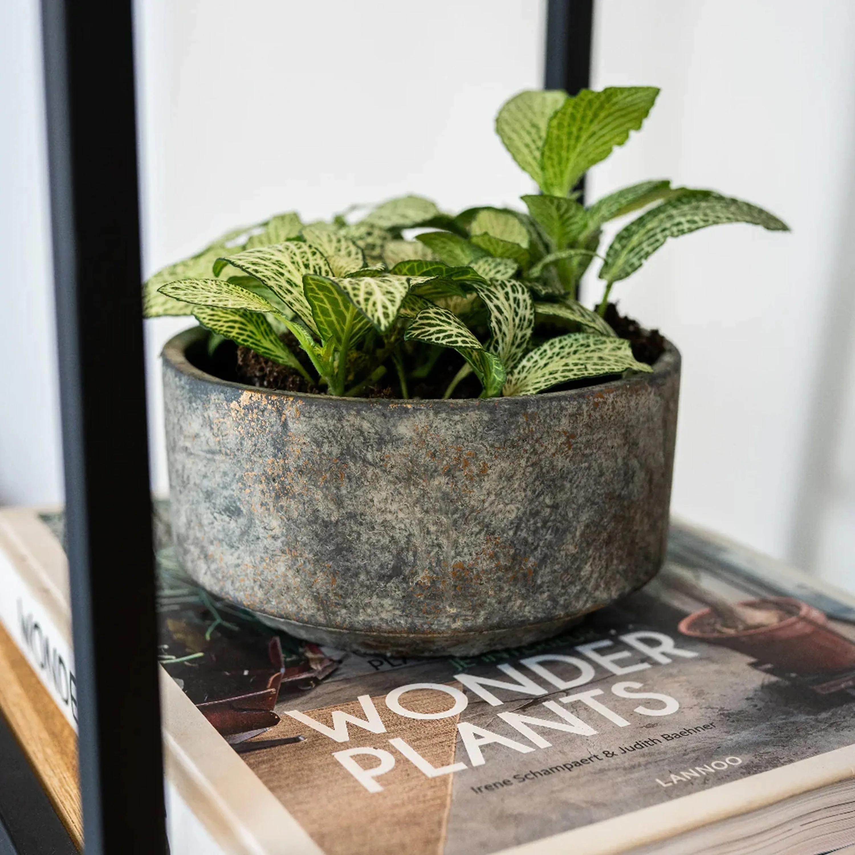 Ivyline 16cm Earth Tivoli Bowl Ceramic Planter