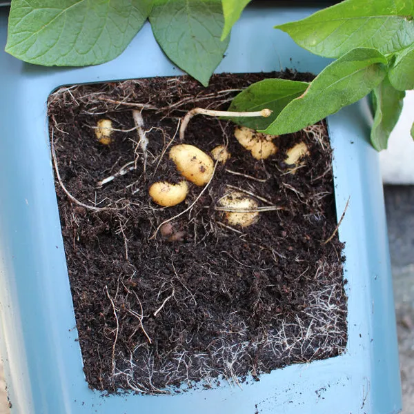 Potato Pots