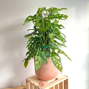 Terracotta Bell Pot 9"x8"
