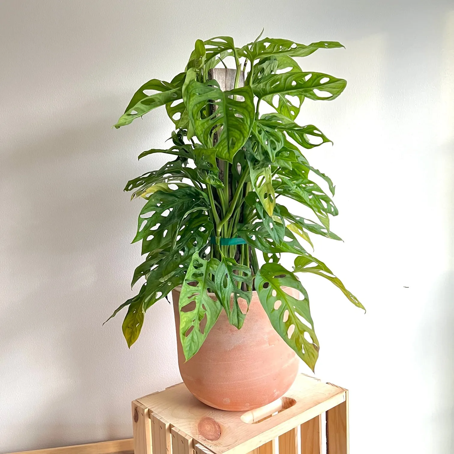 Terracotta Bell Pot 9"x8"